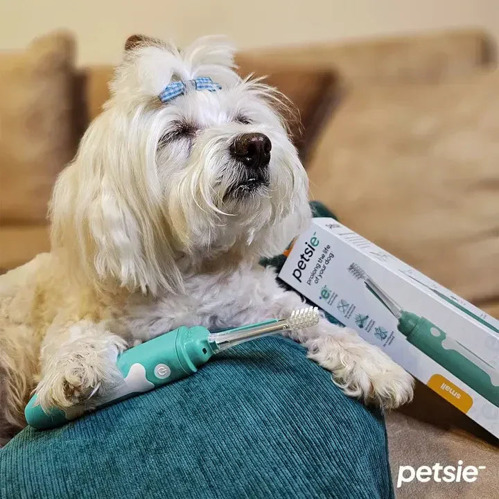 Comprehensive Guide to Dog Dental Care