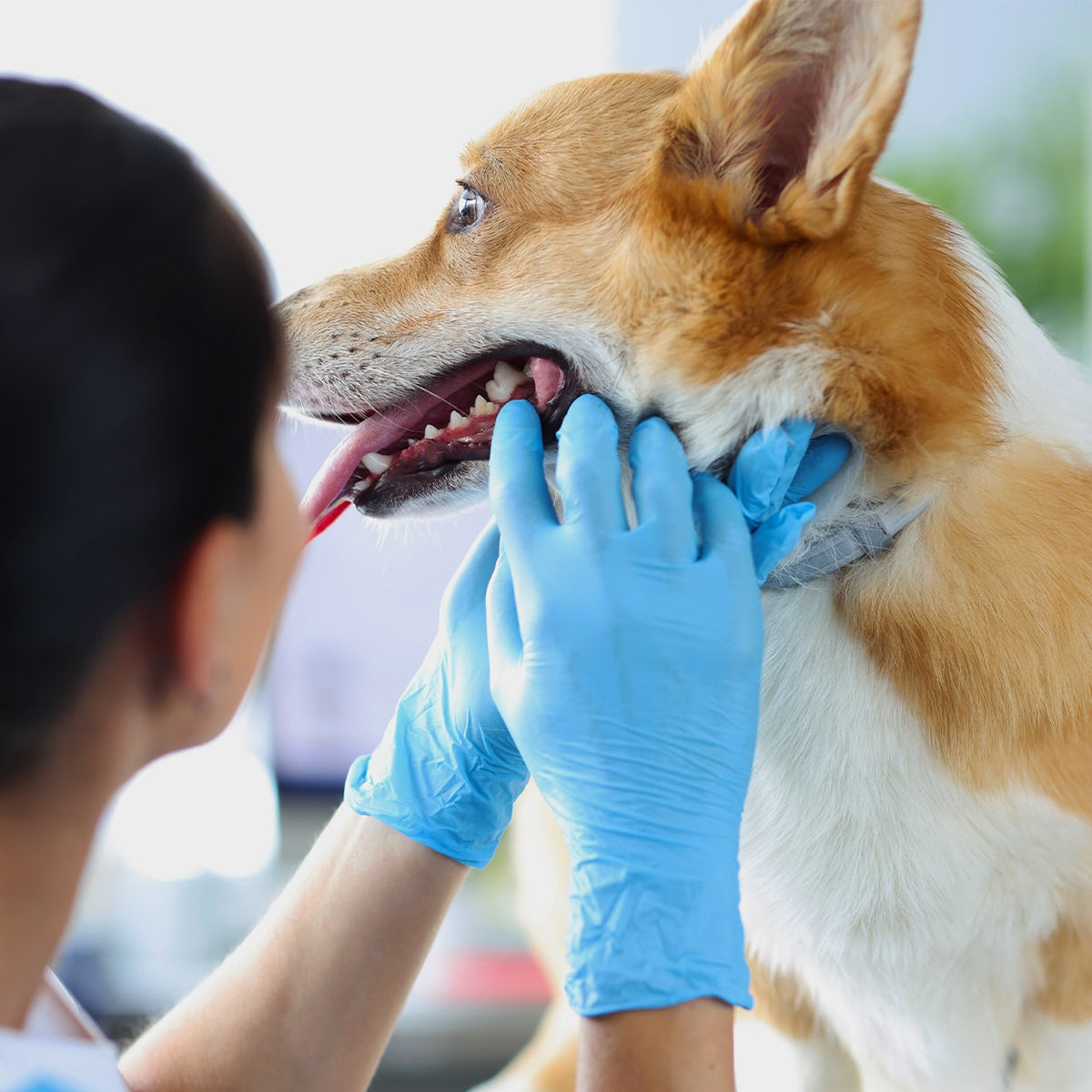 Dog and veterinarian with the Petsie Dog Toothbrush
